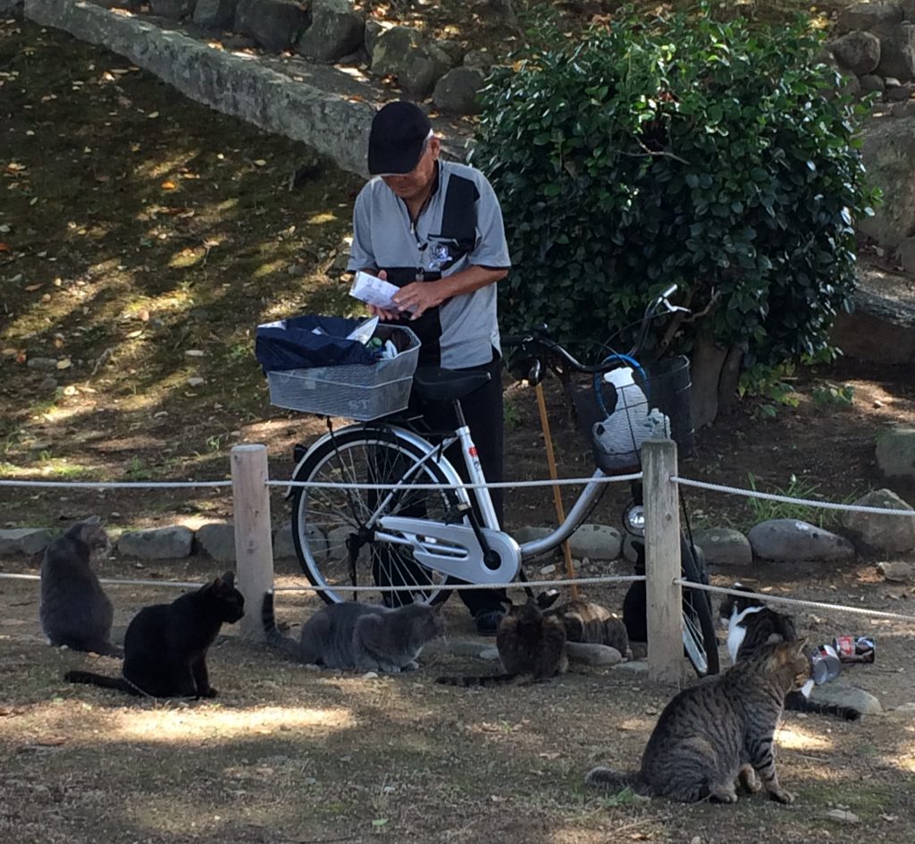Guy feeds cats at Himeji Castle
