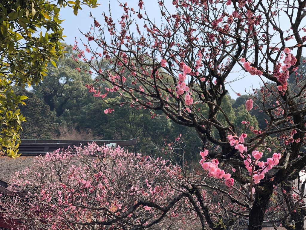 Blossoming Plum Tree at Dazaifu