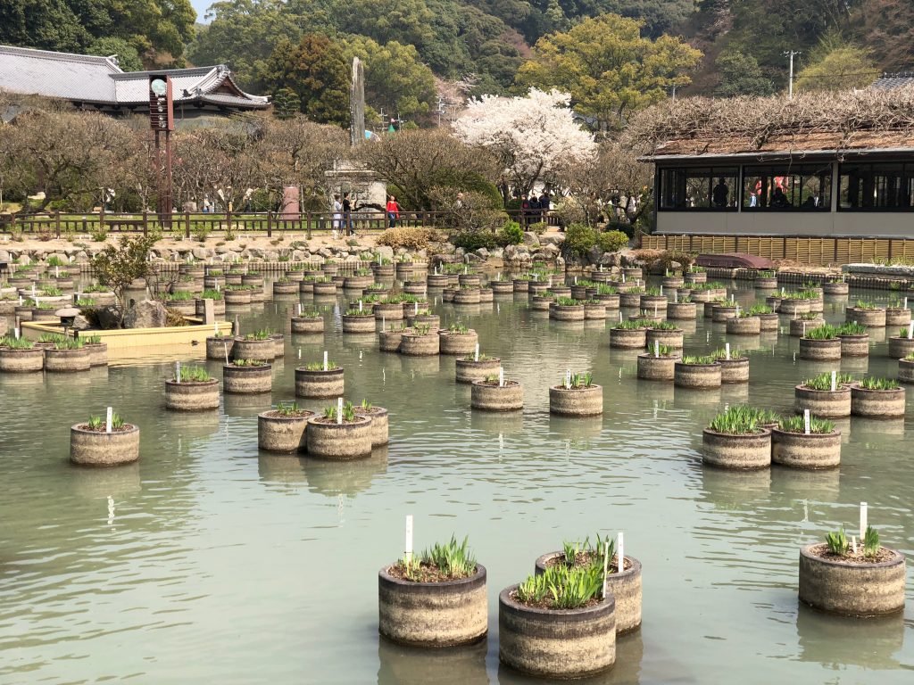 Iris Garden at Dazaifu Tenmangu