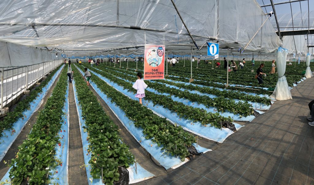 Rows of strawberries inside the greenhouse