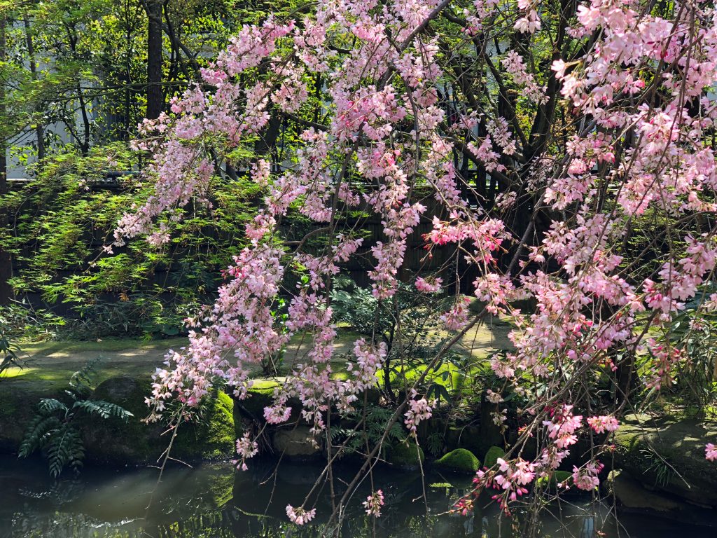 Blossoms at Rakusuien Garden, Fukuoka