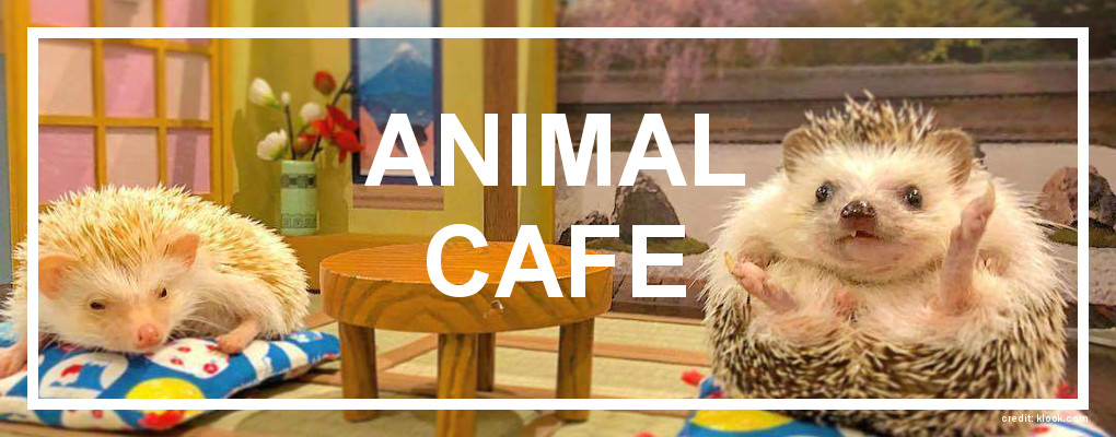 Animal Cafe. Credit: klook.com