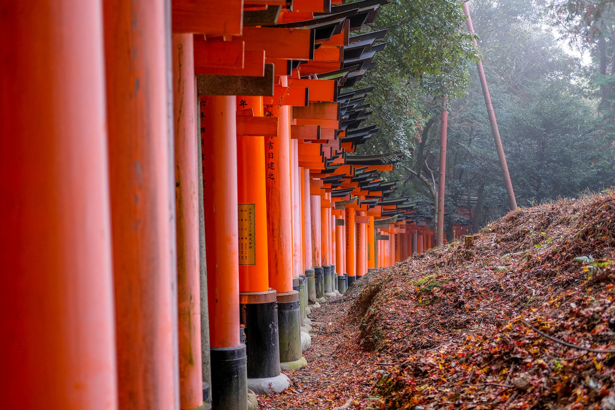 Torii Gates at Fushimi Inari Shrine. Credit: sergejf. Licensed under CC 2.0.