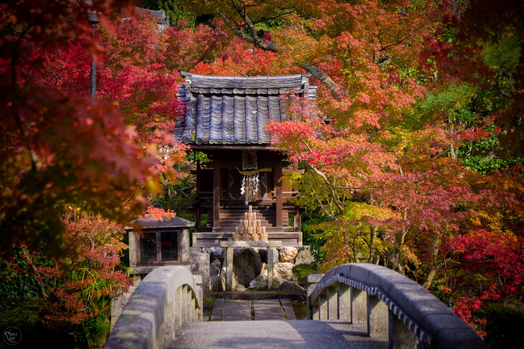 Fall leaves at Eikando Temple. Credit: aurea-avis. Licensed under CC BY-ND 2.0.