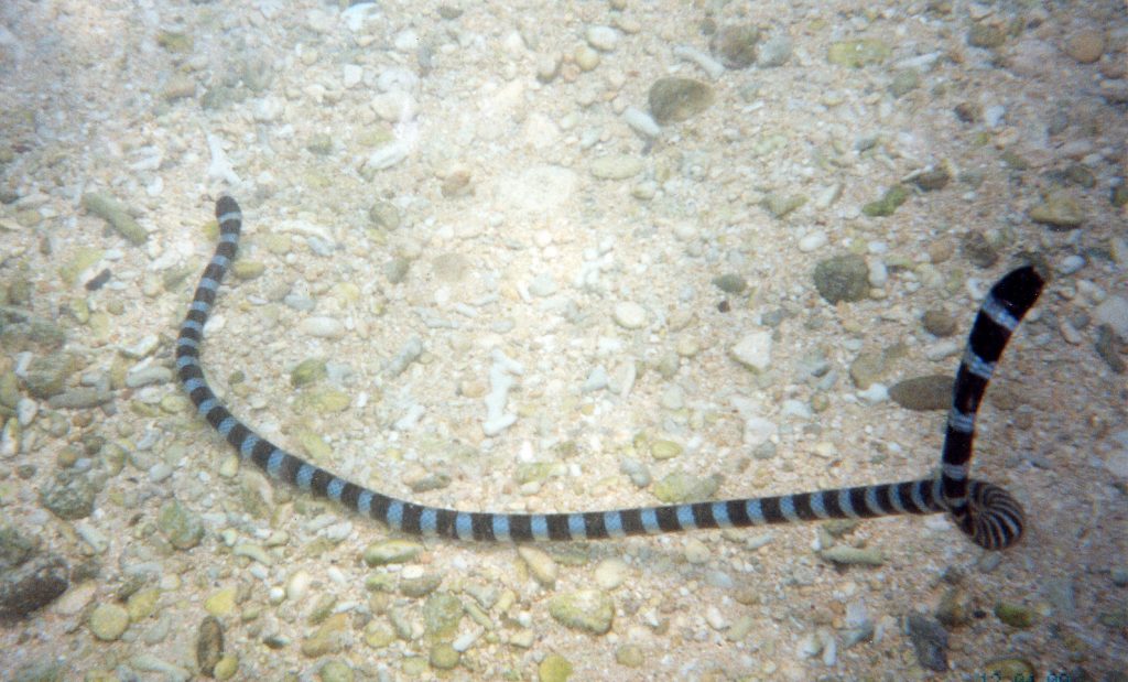 Banded amphibious sea snake. Okinawa Beach safety. Photo kindly provided by 「Okinawa Prefectural Government Institute of Health and Environment」