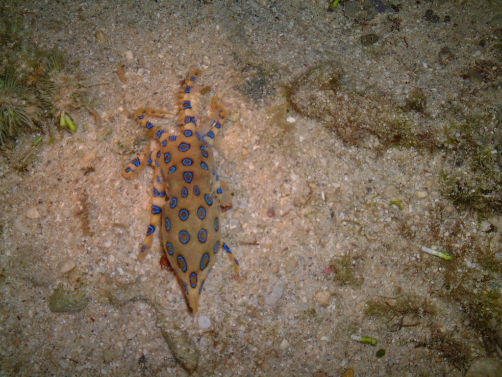Blue-ringed Octopus. Okinawa Beach safety. Photo kindly provided by 「Okinawa Prefectural Government Institute of Health and Environment」
