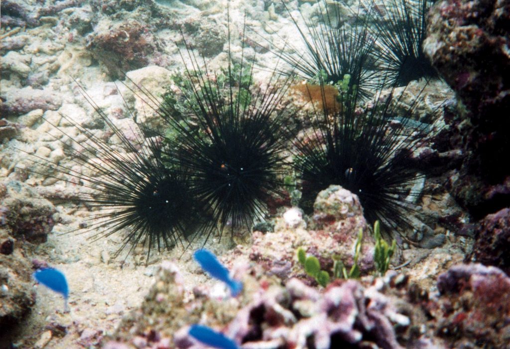 Diadema Urchins. Okinawa Beach safety. Photo kindly provided by 「Okinawa Prefectural Government Institute of Health and Environment」