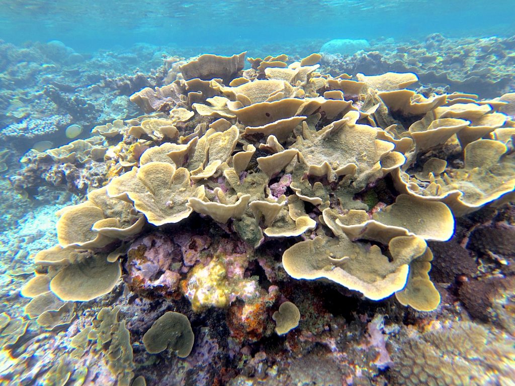Corals and Miyakojima. Photo © touristinjapan.com.
