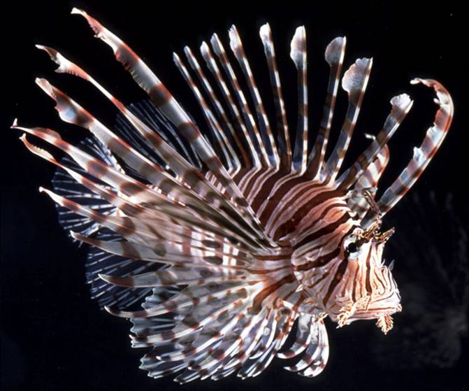 Lionfish. Okinawa Beach safety. Photo kindly provided by 「Okinawa Prefectural Government Institute of Health and Environment」