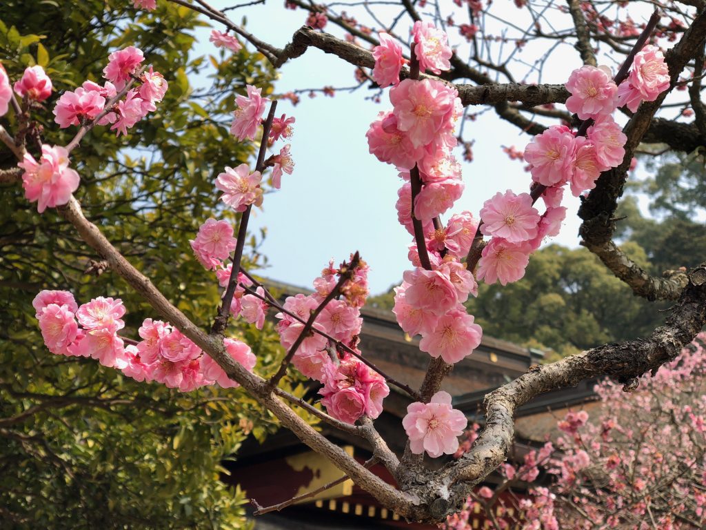 Blooming trees at Dazaifu Tenman-gū