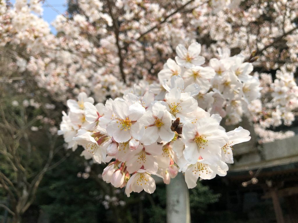 Blooming trees at Dazaifu Tenman-gū