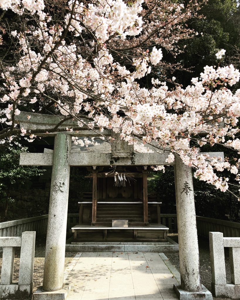 Blooming trees at Dazaifu Tenman-gū