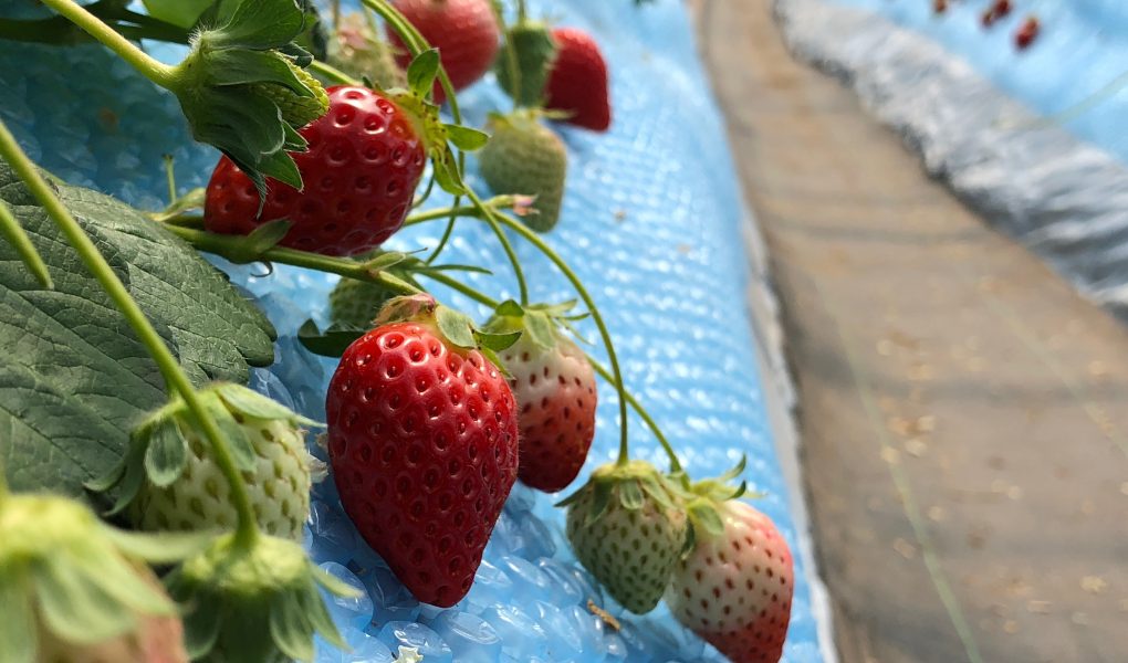 Strawberries Japan