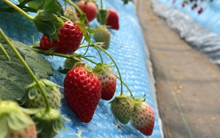 Strawberries Japan