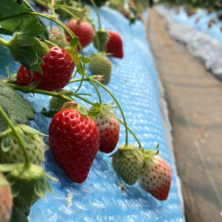 Strawberries Japan