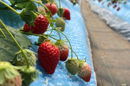 Strawberries Japan