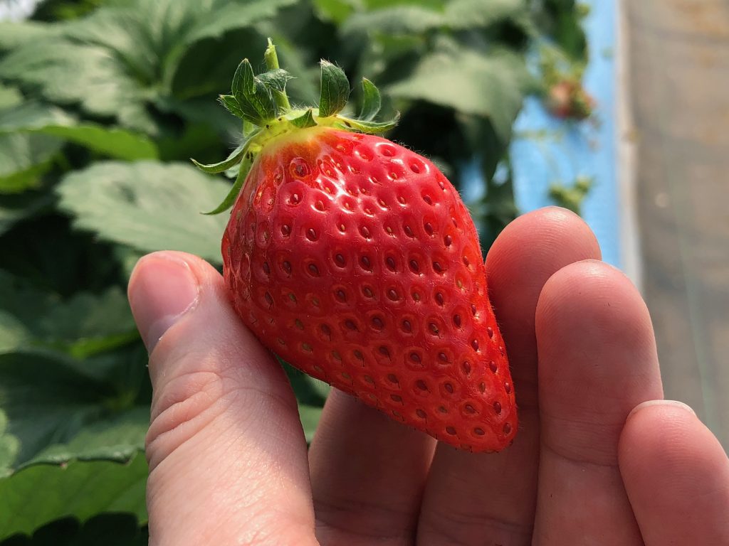 Strawberry