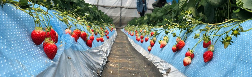 Strawberry rows