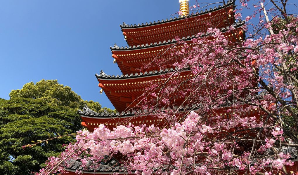 Cherry Blossoms in front of the Tochoji pagoda