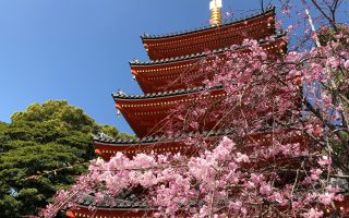 Cherry Blossoms in front of the Tochoji pagoda