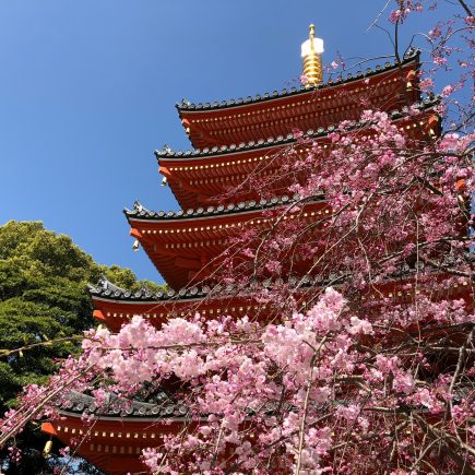 Cherry Blossoms in front of the Tochoji pagoda