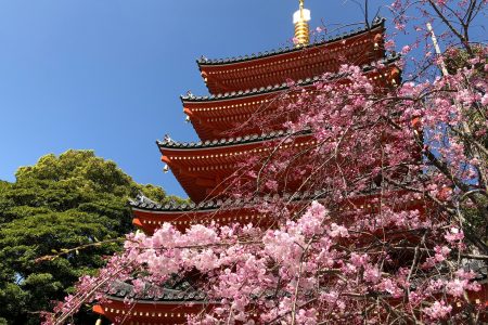 Cherry Blossoms in front of the Tochoji pagoda