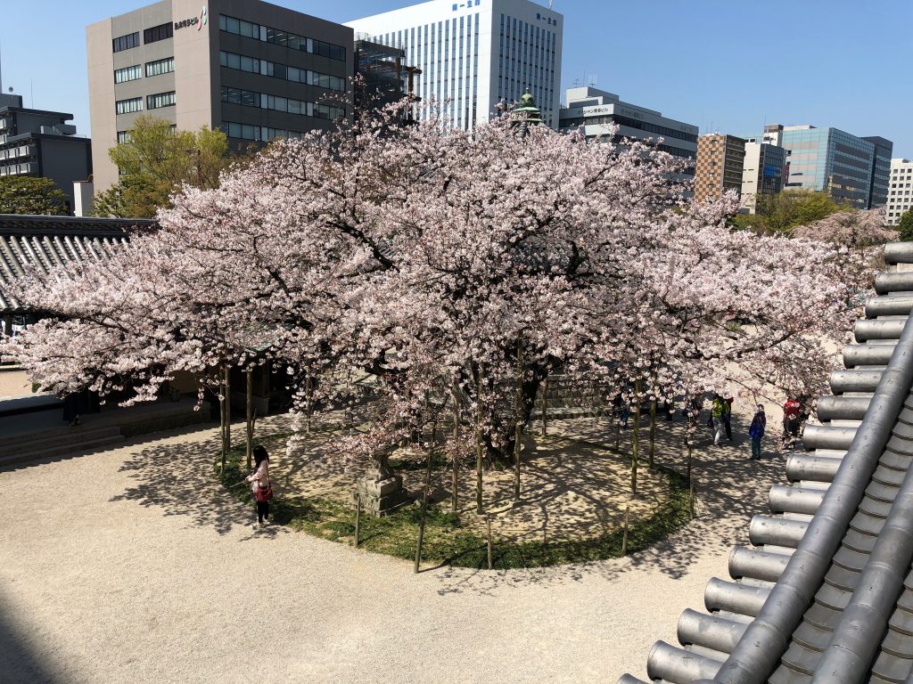 Sakura Cherry Blossoms at Tochoji