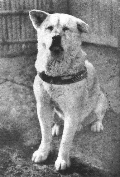 Original photo of Hachiko, 1935