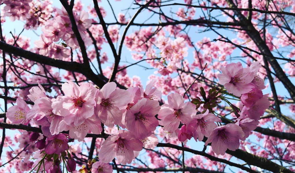 Sakura Cherry Blossom Flowers in Japan