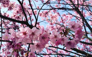 Sakura Cherry Blossom Flowers in Japan