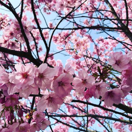 Sakura Cherry Blossom Flowers in Japan