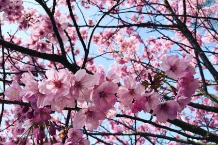 Sakura Cherry Blossom Flowers in Japan