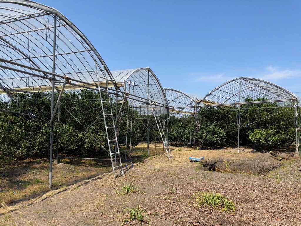 Orchards at Sakurajima