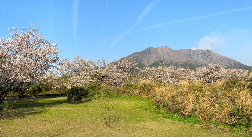 Cherry Blossoms with Sakurajima in the background