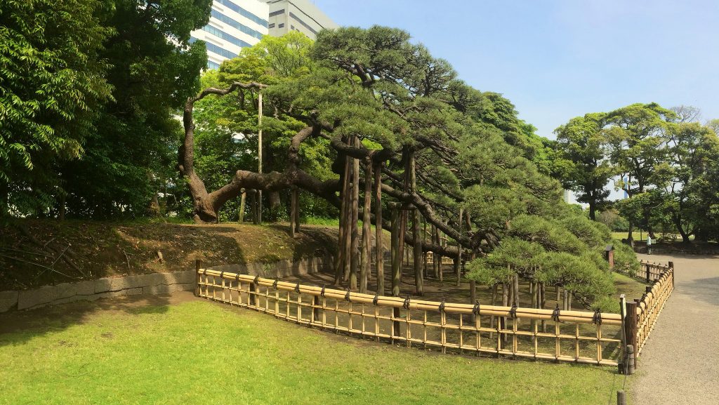 300 Year Pine at Hamarikyu Gardens.