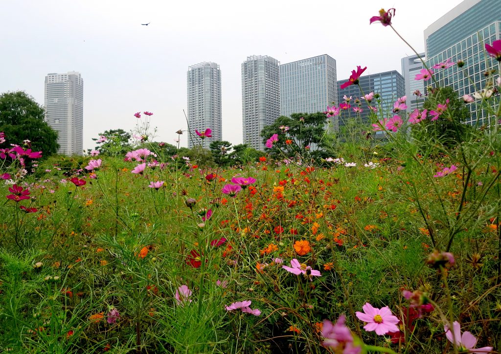 Flower Field and Hamarikyu Gardens