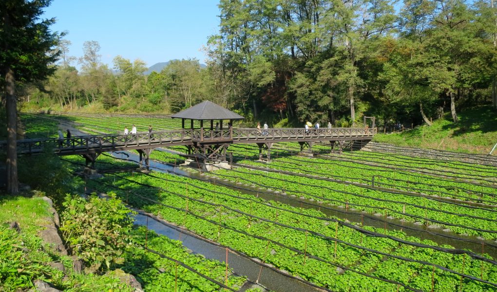 Daio Wasabi Farm