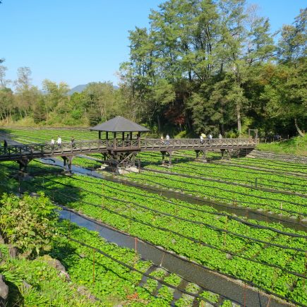 Daio Wasabi Farm