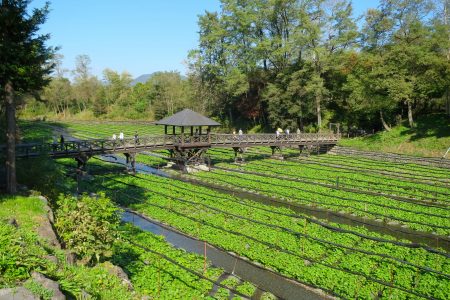 Daio Wasabi Farm