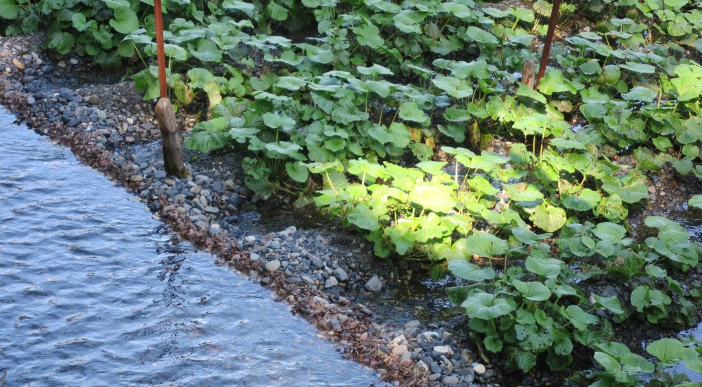 Wasabi Plants