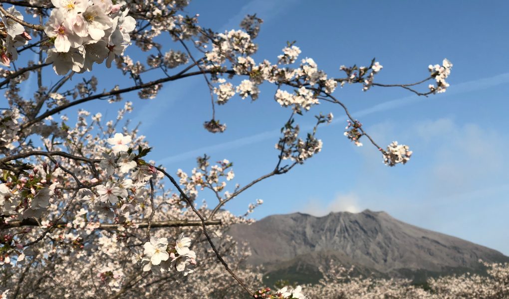 Cherry Blossoms on Sakurajima