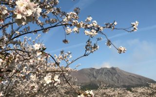 Cherry Blossoms on Sakurajima