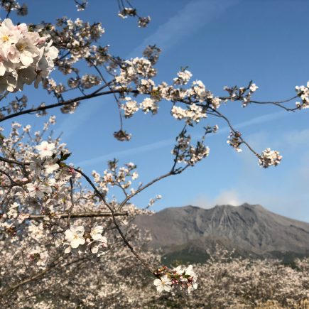 Cherry Blossoms on Sakurajima