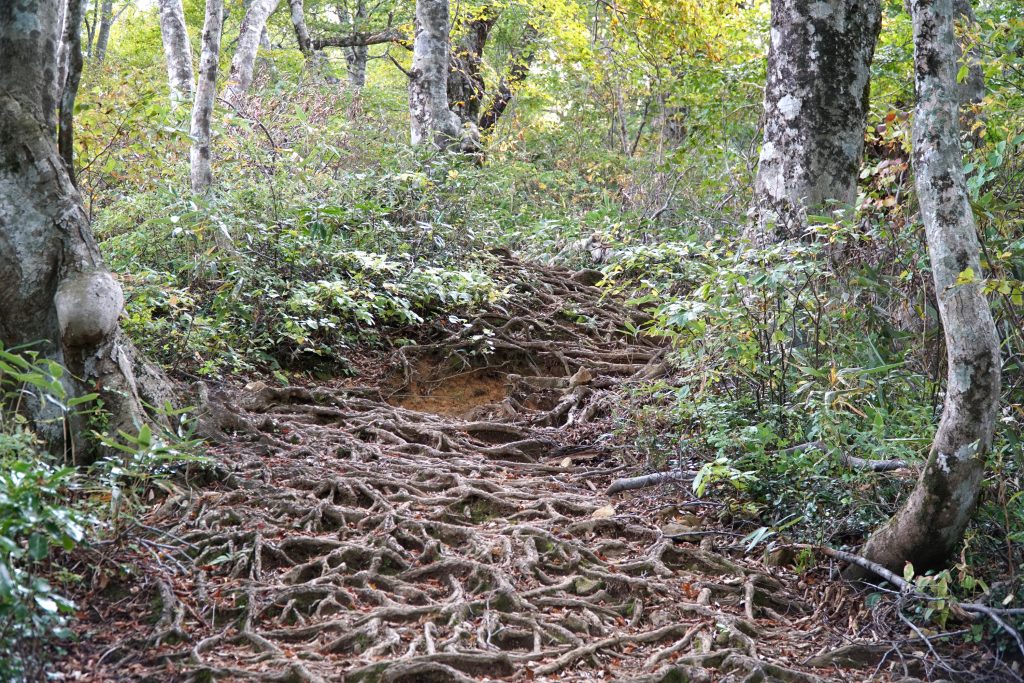 Mt Arashima forrest hiking path roots covering the path