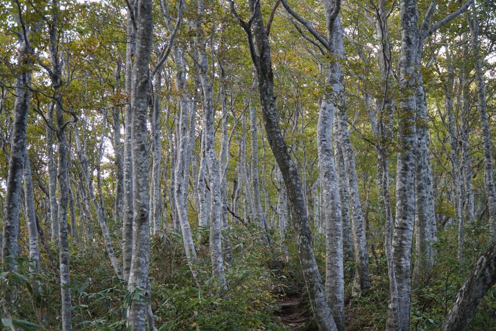 Mt Arashima Hiking - Japanese beech trees