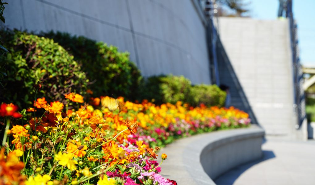 Flowers at Sumida Park, Asakusa, Tokyo