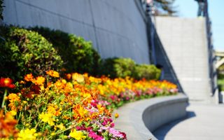 Flowers at Sumida Park, Asakusa, Tokyo