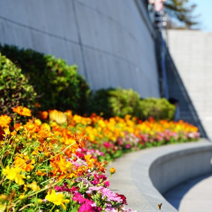 Flowers at Sumida Park, Asakusa, Tokyo
