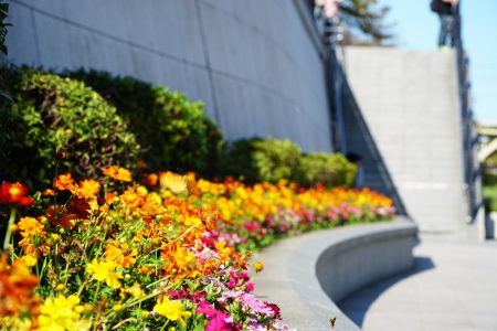 Flowers at Sumida Park, Asakusa, Tokyo