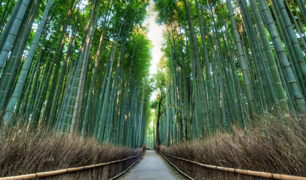 Arashiyama Bamboo Forrest. Credit: Alexander De Leon Battista. Licensed under CC. Original modified.